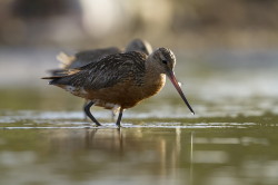 Bar-tailed, Godwit, Limosa, lapponica