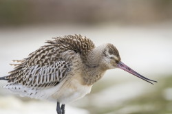 Bar-tailed, Godwit, Limosa, lapponica