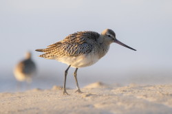 Bar-tailed, Godwit, Limosa, lapponica