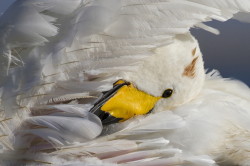 Whooper, Swan, Cygnus, cygnus