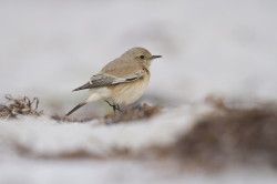 wheatear, Desert, Wheatear, Oenanthe, deserti