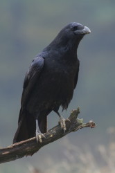 Common, Raven, Corvus, corax