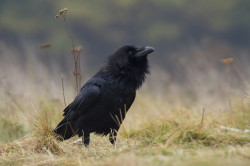 Common, Raven, Corvus, corax
