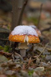 Other, Amanita, muscaria