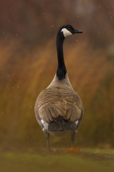 Bernikla, kanadyjska, Branta, canadensis, g, ptaki