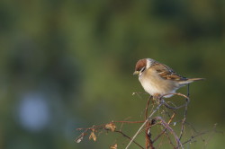 Eurasian, Tree, Sparrow, Passer, montanus