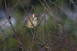 Eurasian, Tree, Sparrow, Passer, montanus