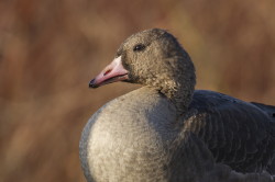 Greater, White-fronted, Goose, Anser, albifrons
