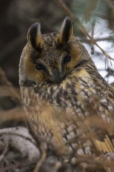 Long-eared, Owl, Asio, Strix, otus