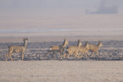 Roe, Deer, Capreolus, capreolus