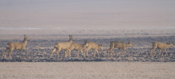 Roe, Deer, Capreolus, capreolus