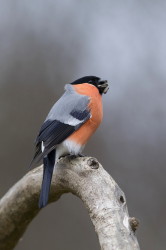 Pyrrhula, pyrrhula, Common, Eurasian, Bullfinch