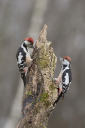 Middle, Spotted, Woodpecker, Dendrocopos, medius