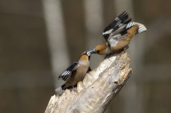 Hawfinch, Coccothraustes, coccothraustes