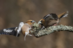 Hawfinch, Coccothraustes, coccothraustes