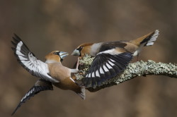 Grubodzib, Coccothraustes, coccothraustes, pestkojad, grabousk, ptaki