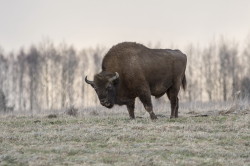 European, Bison, bonasus, wisent