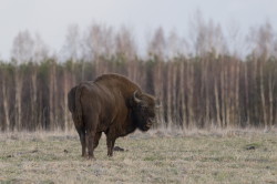 European, Bison, bonasus, wisent