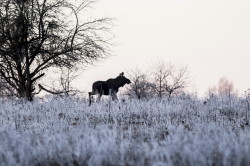 Eurasian, Elk, Alces, alces