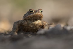Common, Toad, Bufo, bufo, European, toad