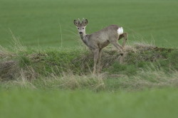 Roe, Deer, Capreolus, capreolus