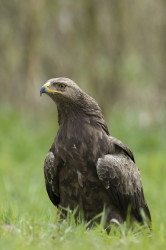 Lesser, Spotted, Eagle, Aquila, pomarina