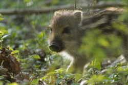 Wild, Boar, Sus, scrofa, wild, pig