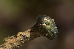 Cetonia, aurata, beetle, Green, Rose, Chafer, coleoptera