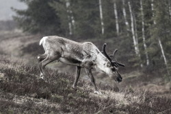 Renifer, Rangifer, tarandus, ren, caribou, Varanger, wiosna, ssaki