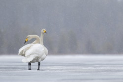 abd, krzykliwy, Cygnus, cygnus, abd, Varanger, wiosna, ptaki