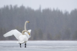 abd, krzykliwy, Cygnus, cygnus, abd, Varanger, wiosna, ptaki