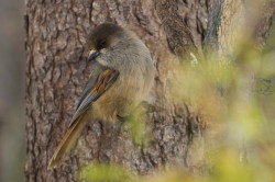 Siberian, Jay, Perisoreus, infaustus, Varanger, spring