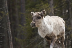 Reindeer, Rangifer, tarandus, ren, caribou, Varanger, spring