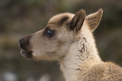 Renifer, Rangifer, tarandus, ren, caribou, Varanger, wiosna, ssaki