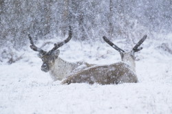 Renifer, Rangifer, tarandus, ren, caribou, Varanger, wiosna, ssaki