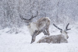 Renifer, Rangifer, tarandus, ren, caribou, Varanger, wiosna, ssaki