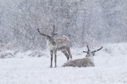 Renifer, Rangifer, tarandus, ren, caribou, Varanger, wiosna, ssaki