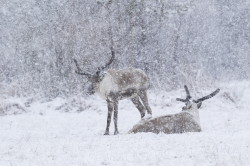 Renifer, Rangifer, tarandus, ren, caribou, Varanger, wiosna, ssaki