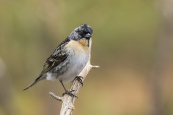 Jer, Fringilla, montifringilla, ziba, jer, Varanger, wiosna, ptaki