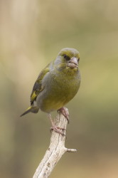 European, Greenfinch, Carduelis, chloris, Varanger, spring