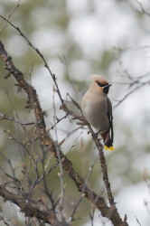 Bohemian, Waxwing, Bombycilla, garrulus, Varanger, spring