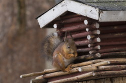 Wiewirka, Sciurus, vulgaris, pospolita, Varanger, wiosna, ssaki