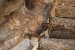 Sciurus, vulgaris, Eurasian, Red, Squirrel, Varanger, spring