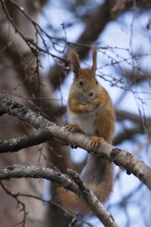 Sciurus, vulgaris, Eurasian, Red, Squirrel, Varanger, spring