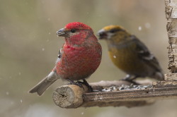 Pine, Grosbeak, Pinicola, enucleator, Varanger, spring