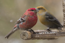 Pine, Grosbeak, Pinicola, enucleator, Varanger, spring