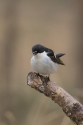 Muchowka, aobna, Ficedula, hypoleuca, Varanger, wiosna, ptaki