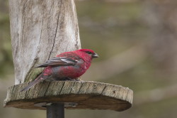 Pine, Grosbeak, Pinicola, enucleator, Varanger, spring