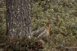Western, Capercaillie, Tetrao, urogallus, Wood, Grouse, Heather, Cock, Varanger, spring