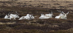 Renifer, Rangifer, tarandus, ren, caribou, Varanger, wiosna, ssaki